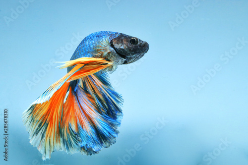 Betta fish 