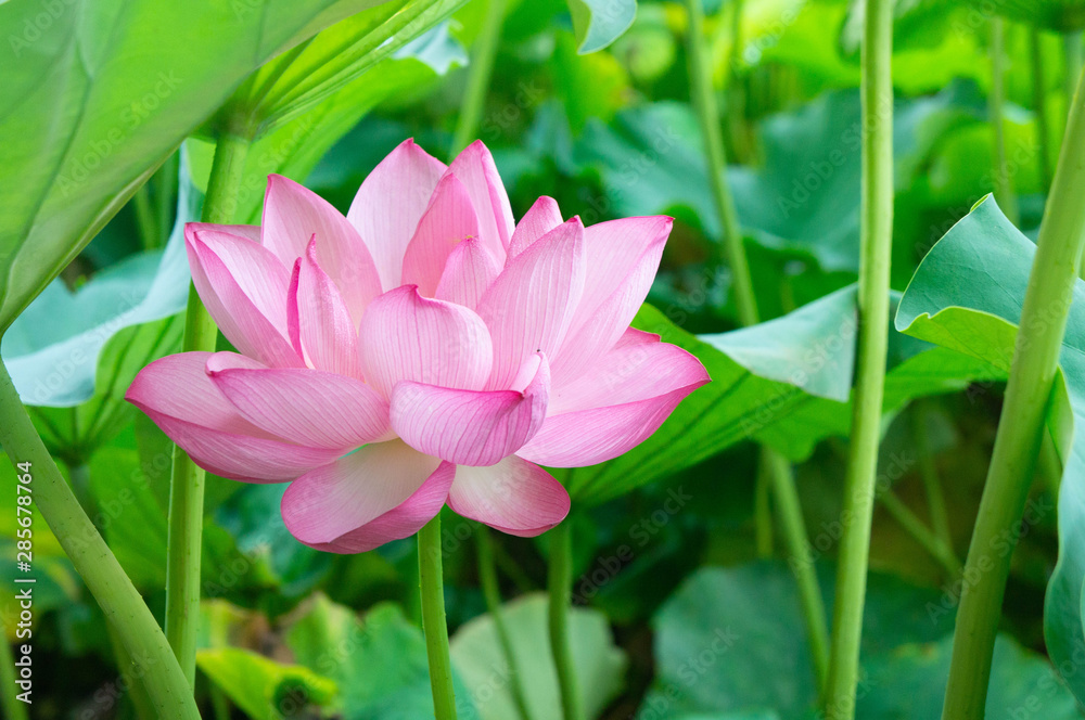 蓮の花、東京上野公園、不忍池 蓮の花、東京上野公園、不忍池