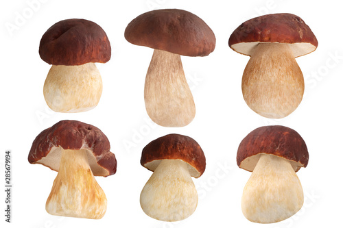 Ceps porcini b. edulis mushrooms set, paths