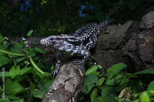 Argentine Black and White Tegu, Tupinambis merianae photo