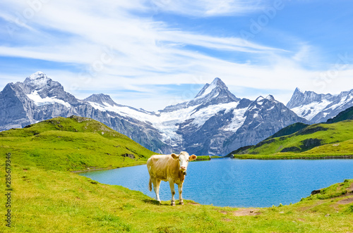 Cow in front of beautiful Bachalpsee in the Swiss Alps posing for pictures. Famous mountains Eiger, Jungfrau, and Monch in background. Cow Alps. Switzerland in late summer. Snow-capped mountains