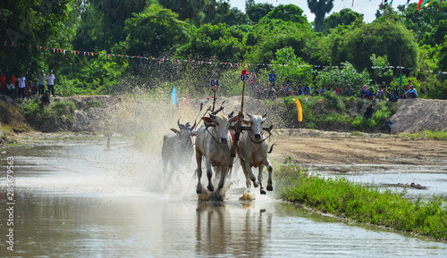 Ox race in Mekong Delta, Vietnam