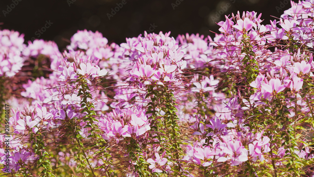 Obraz premium (Cleome spinosa) Buisson dense de cléome épineux ou Fleur araignée 