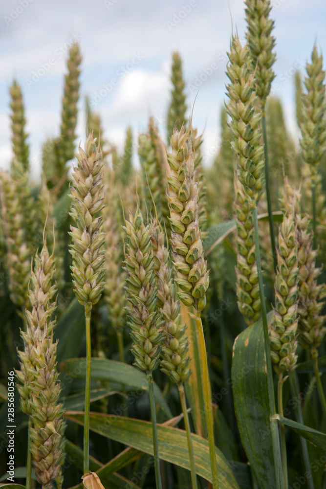 Fields of corn. Wheat. Polders Netherlands. Corn ears