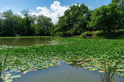 Water Lilies and the Shoreline of the Humboldt Park Lagoon in Chicago photo