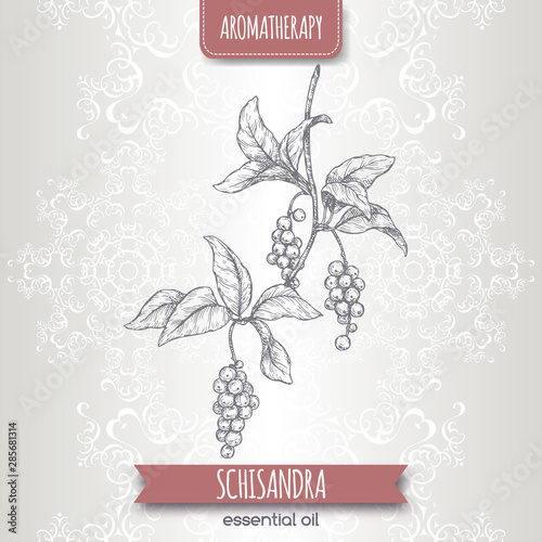 Schisandra aka Schisandra chinensis or magnolia vine sketch on elegant lace background.