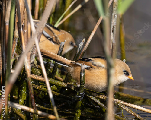 Bearded tit