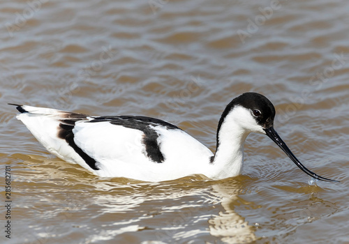 Pied Avocet