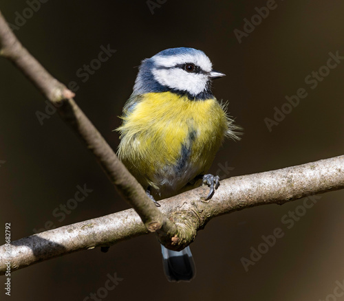 Blue tit