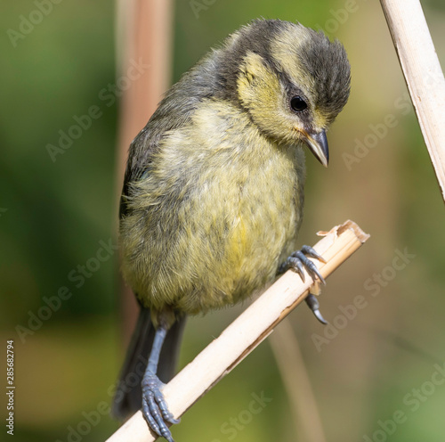 Blue tit
