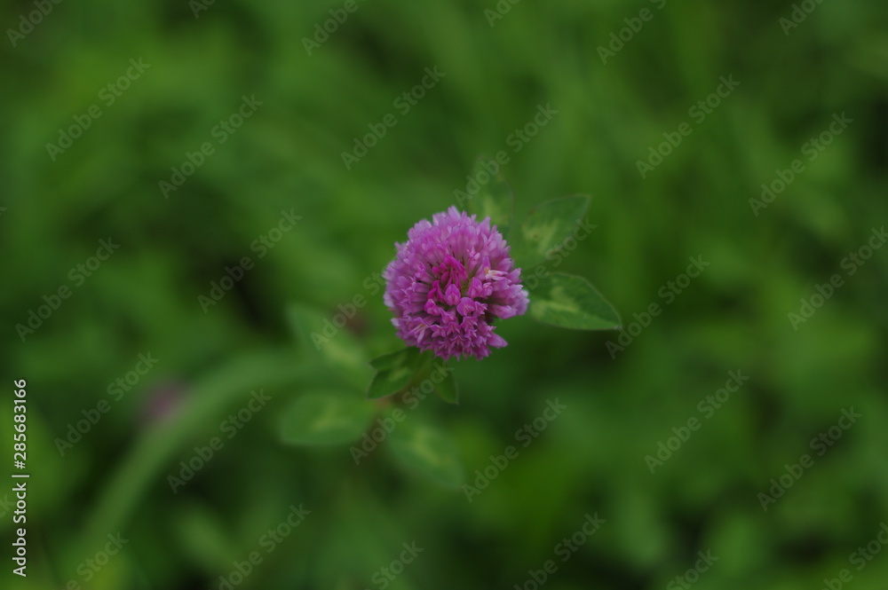 Obraz premium Summer flower. The flowers are bright. The buds are beautiful