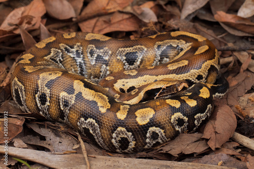 Sumatran blood python / Python brongersmai, commonly known as Brongersma's short-tailed python, or the red short-tailed python, a nonvenomous snake photo