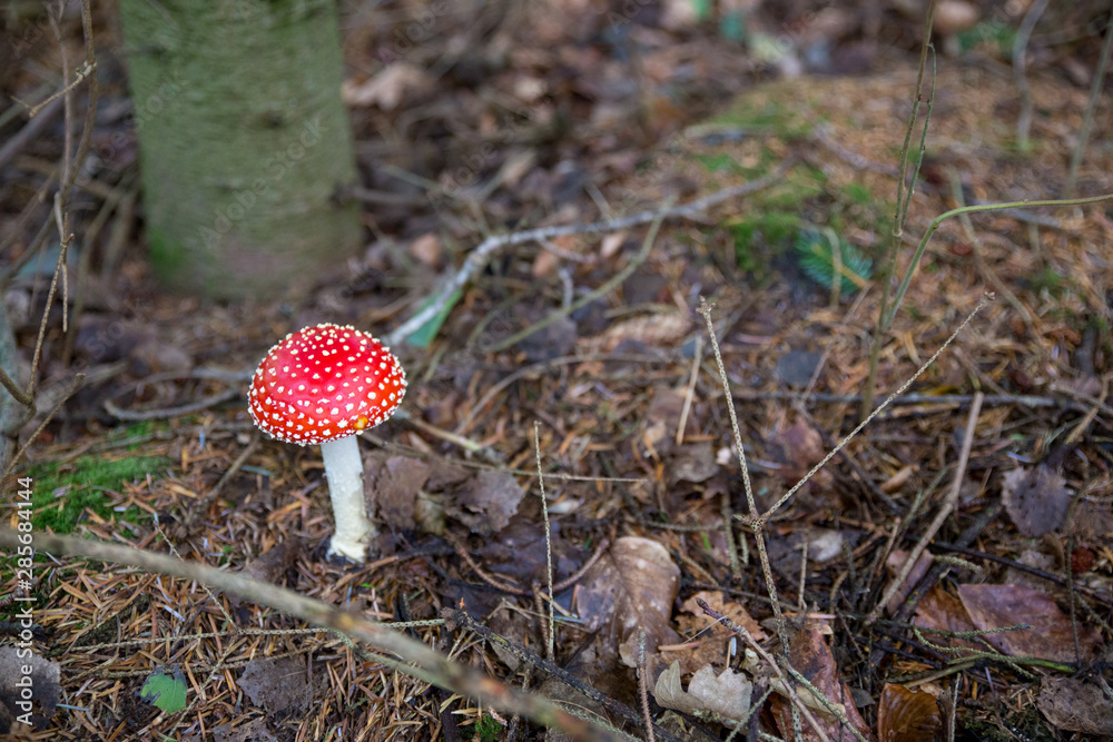 Kleiner Fliegenpilz im Wald