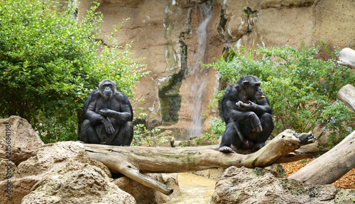 Monkey in Puerto de la Cruz. Tenerife. Spain photo