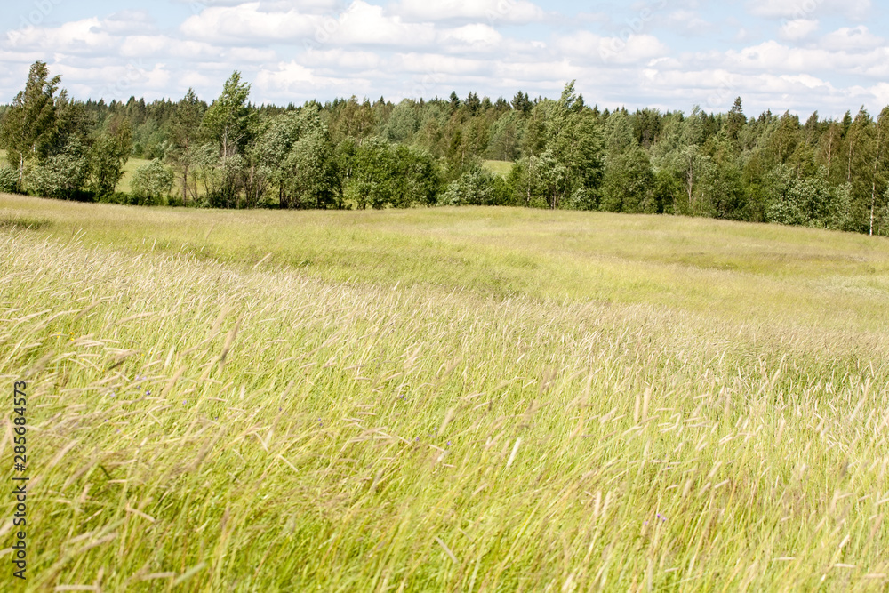 backdrop beautiful summer landscape with meadow field of grass backdrop beautiful summer landscape with meadow field of grass