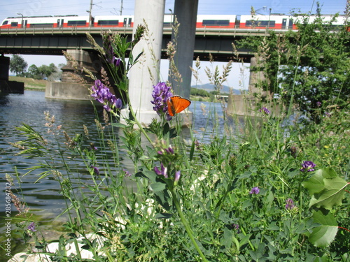 Schmetterling mit Straßenbahn an der Donau