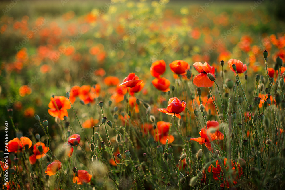 Poppy field close-up, blooming wild flowers in the setting sun. Red green background, blank, wallpaper with soft focus.