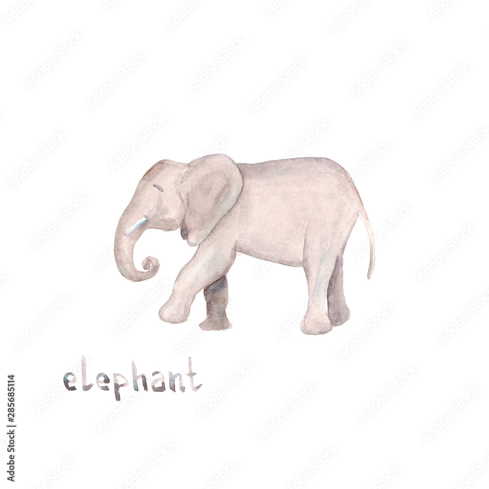 Watercolor hand drawn sketch illustrations of African elephant with lettering elephant isolated on white