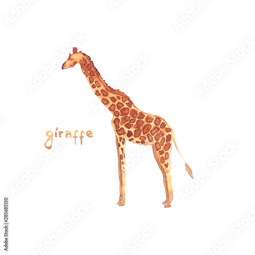 Watercolor hand drawn sketch illustrations of African giraffe with lettering giraffe isolated on white
