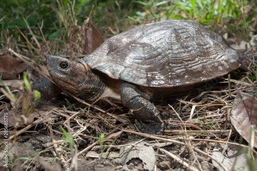 Asian leaf turtle (Cyclemys dentata) photo