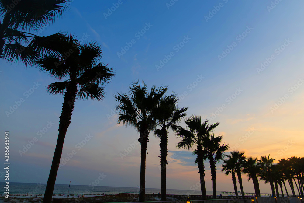 A line of Palm Trees on the Florida beach coast