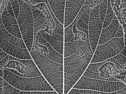 Distress old dry wooden texture. Black and white grunge background. Vector illustration