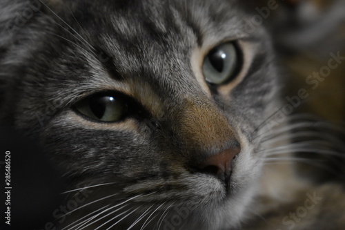 grey tigerstripe cat intense gaze