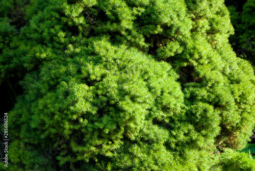 Coniferous tree of fresh greens. Green background.