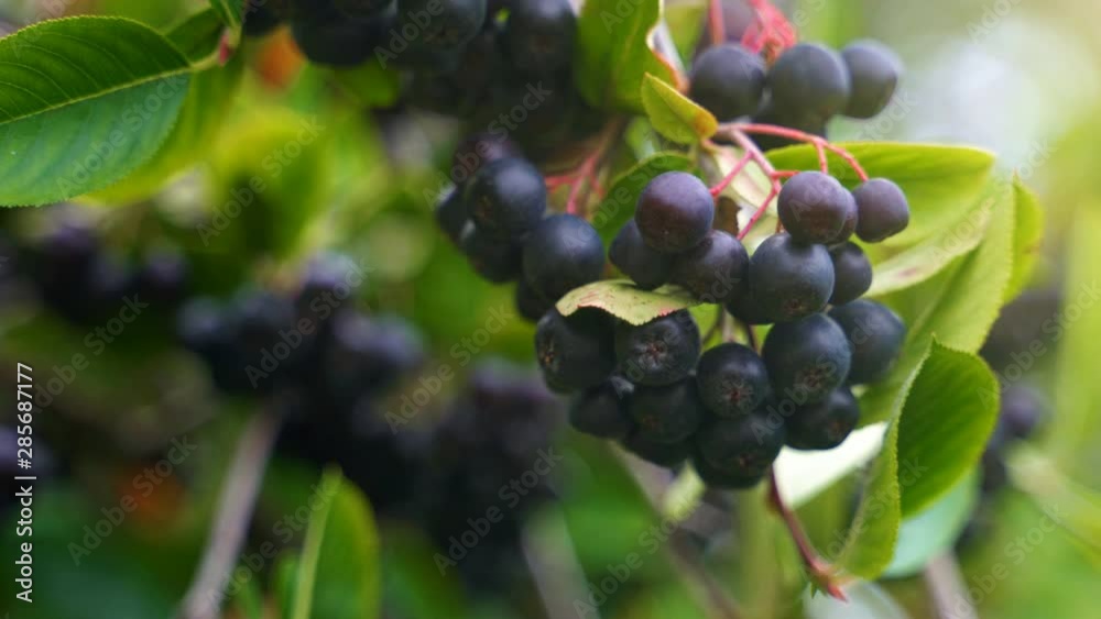 Black chokeberry on the tree in summer day. Sorbaronia mitschurinii. Black chokeberry on the tree in summer day. Sorbaronia mitschurinii.