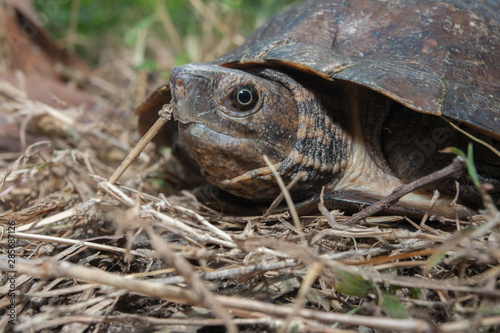 Asian leaf turtle (Cyclemys dentata) photo