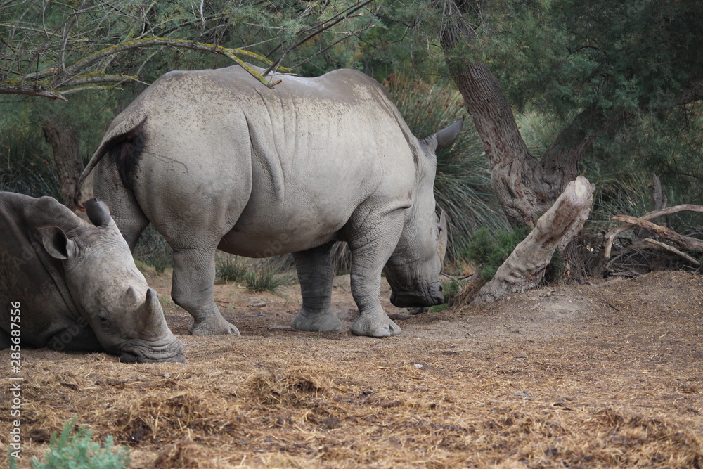 rhino rhino