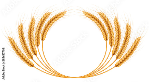 Bunch of wheat ears, dried whole grains realistic illustration frame isolated on white background. Bakery object template. Wheat ears wreath. EPS 10