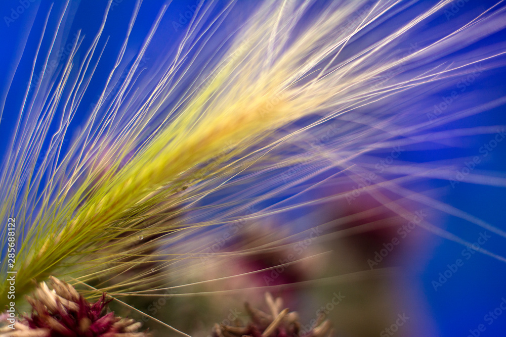 Feather grass on a blue background. Macro illustration. Copy space for text. Feather grass on a blue background. Macro illustration. Copy space for text.