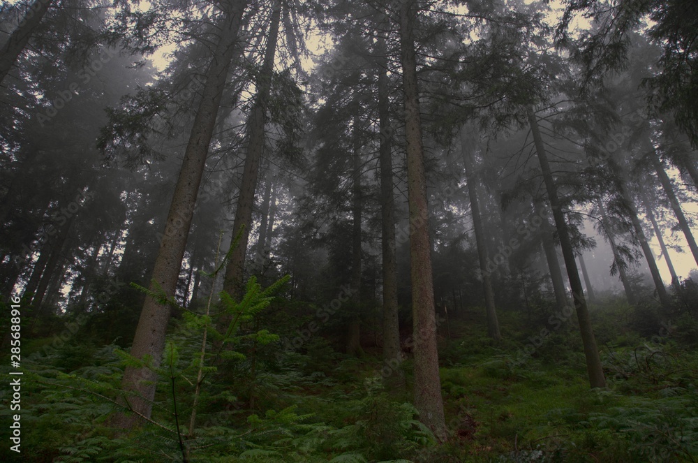 sapins brumes sapins brumes