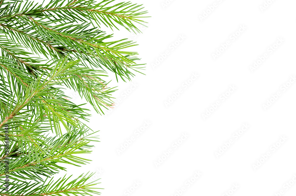 Spruces, pine branches on a white background with place for text. Background for advertising, greeting cards.