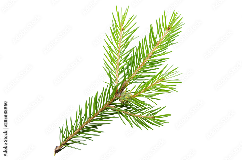 Spruce, pine branch without shadow on a white background. Object for advertising, packaging, christmas cards. Spruce, pine branch without shadow on a white background. Object for advertising, packaging, christmas cards.