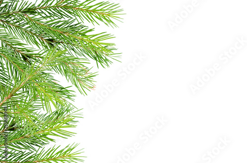 Spruces, pine branches on a white background with place for text. Background for advertising, greeting cards.