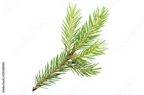 Spruce, pine branch without shadow on a white background. Object for advertising, packaging, christmas cards.