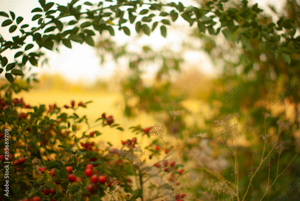 red rose hips on long branches with bright green leaves on a very blurry beautiful yellow background of a mown wheat field