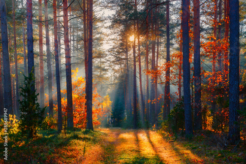 Fototapeta Naklejka Na Ścianę i Meble -  Autumn forest scene