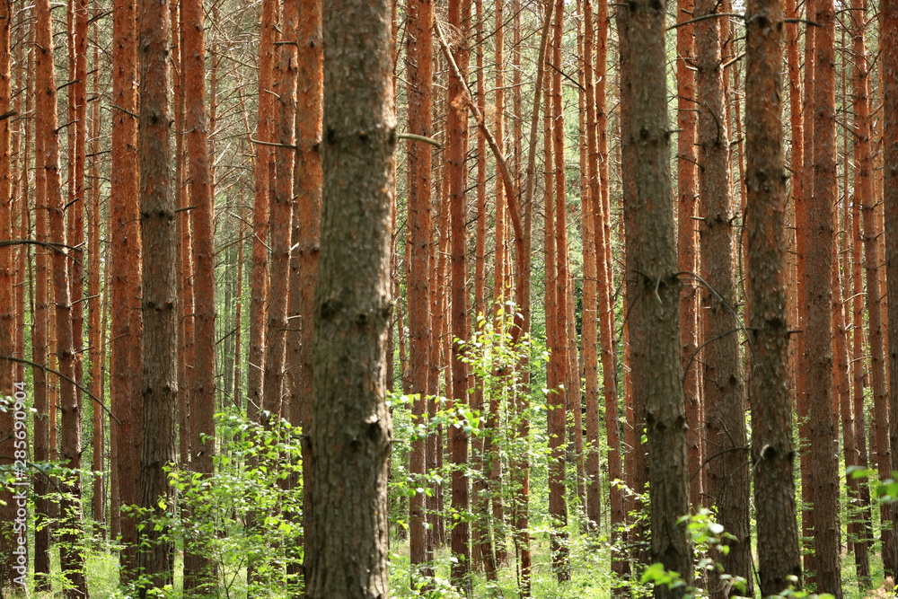 Fototapeta premium autumn forest trees. nature green wood sunlight backgrounds.