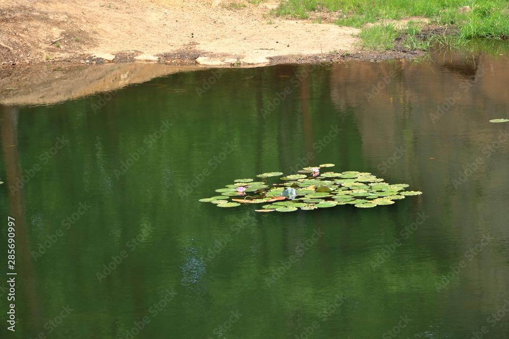 Fototapeta premium Water lily pond near Dresden