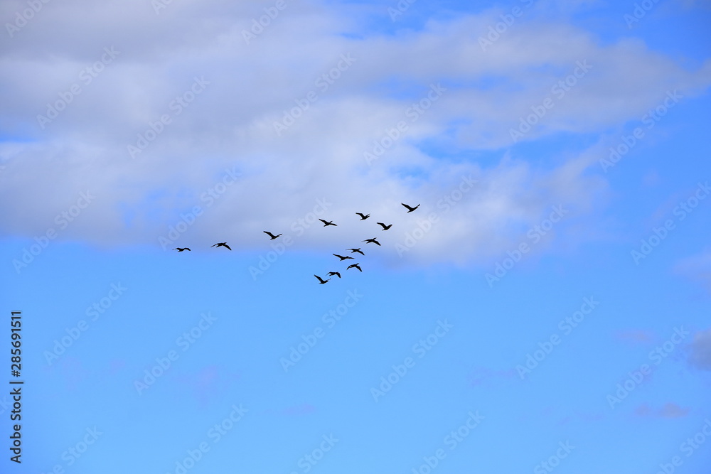 Flock of birds flying in V-formation