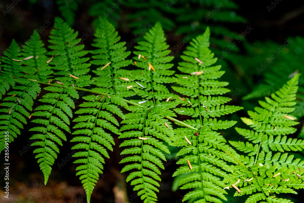 Amidst an Alaskan temperate rainforest Amidst an Alaskan temperate rainforest