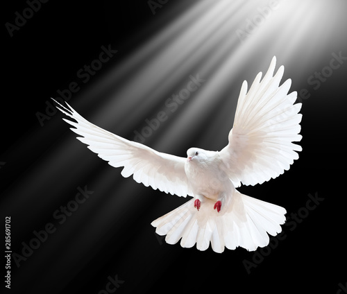 Flying white doves on a black background