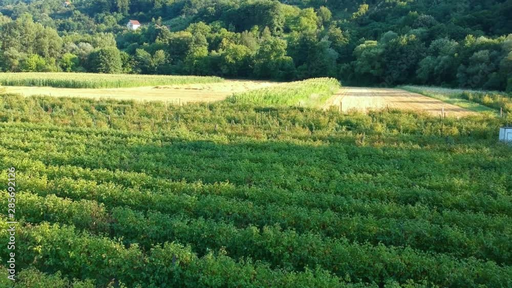 Descending aerial view over a vast organic raspberry farm Descending aerial view over a vast organic raspberry farm