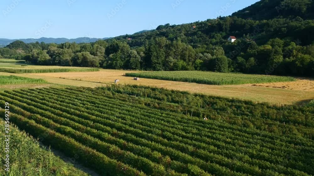 Slow moving aerial view over rows of raspberries growing under the sun in a beautiful, rural farmland setting Slow moving aerial view over rows of raspberries growing under the sun in a beautiful, rural farmland setting