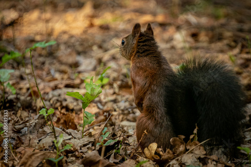 squirrel eating 