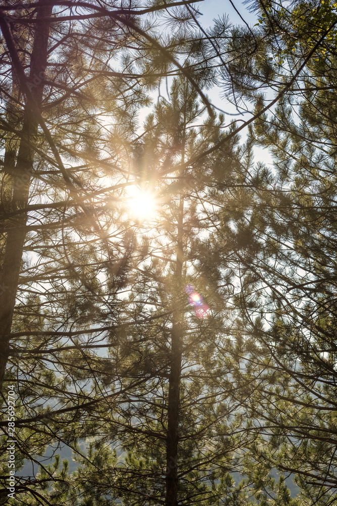 Obraz premium Beautiful sunbeams in pine forest