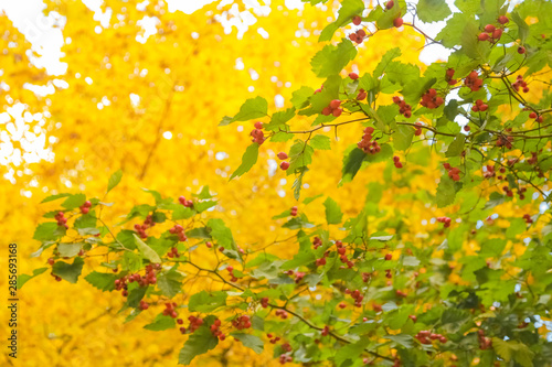 beautiful autumn forest with yellow branches and leaves with nobody